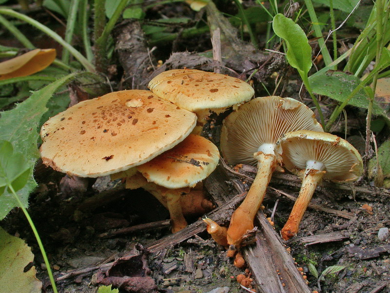 Pholiota lucifera